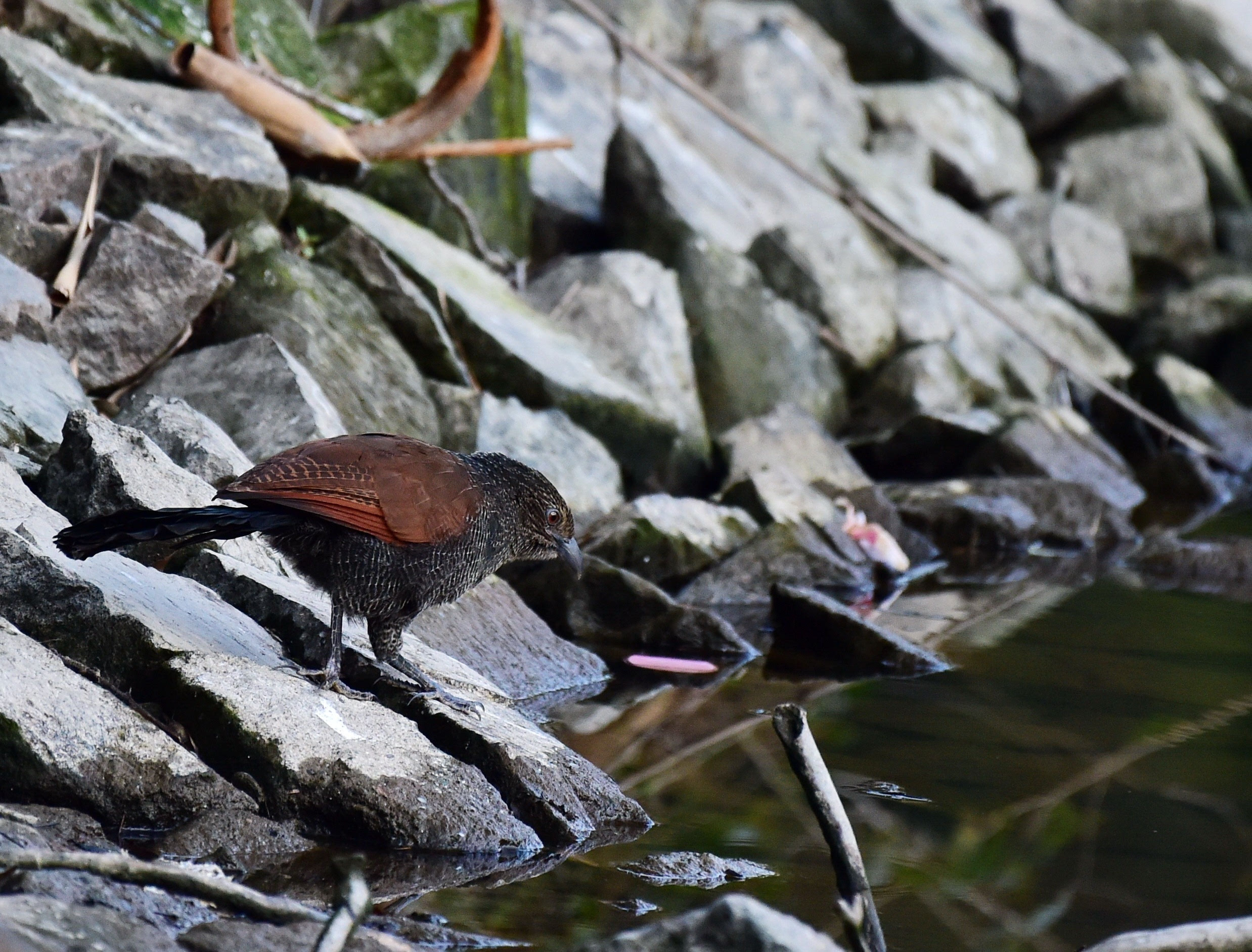福建野外可见我国超过40%的自然鸟种