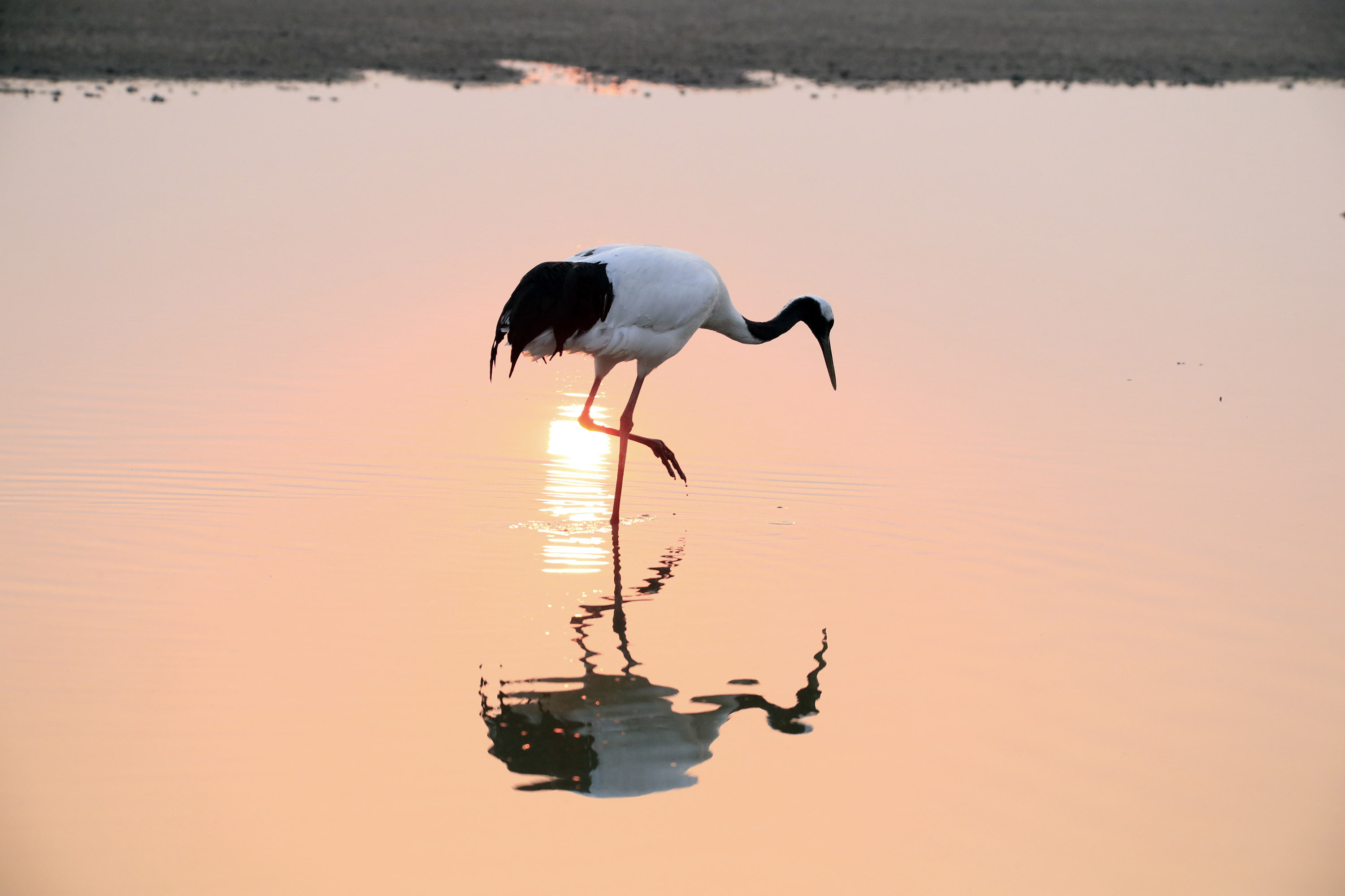 2月14日,一只丹顶鹤站在江苏盐城国家级珍禽自然保护区的水塘里