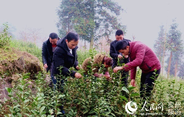 务川当阳村的照片图片