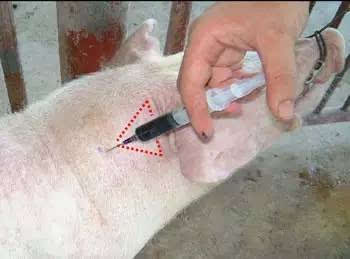 猪注射正确部位图片