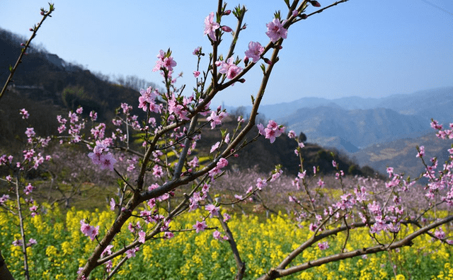 铜川王益区孟家塬村桃花