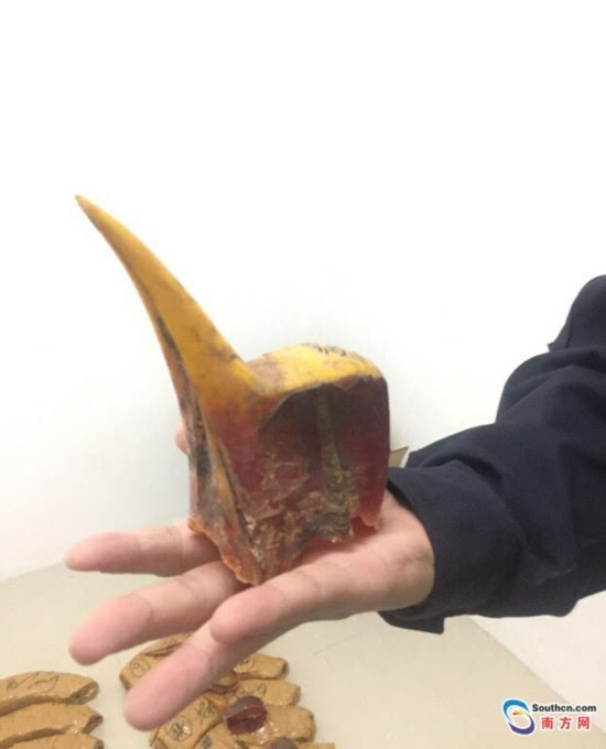 盔犀鸟头骨的鉴定方法图片