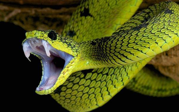 恐怖毒蛇照片毒液图片