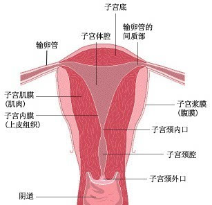 人流手术后出现以下情况可能有子宫粘连