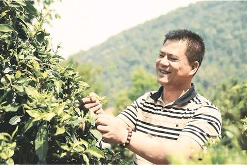 茶人匠心记今大福普洱茶创始人何宝强