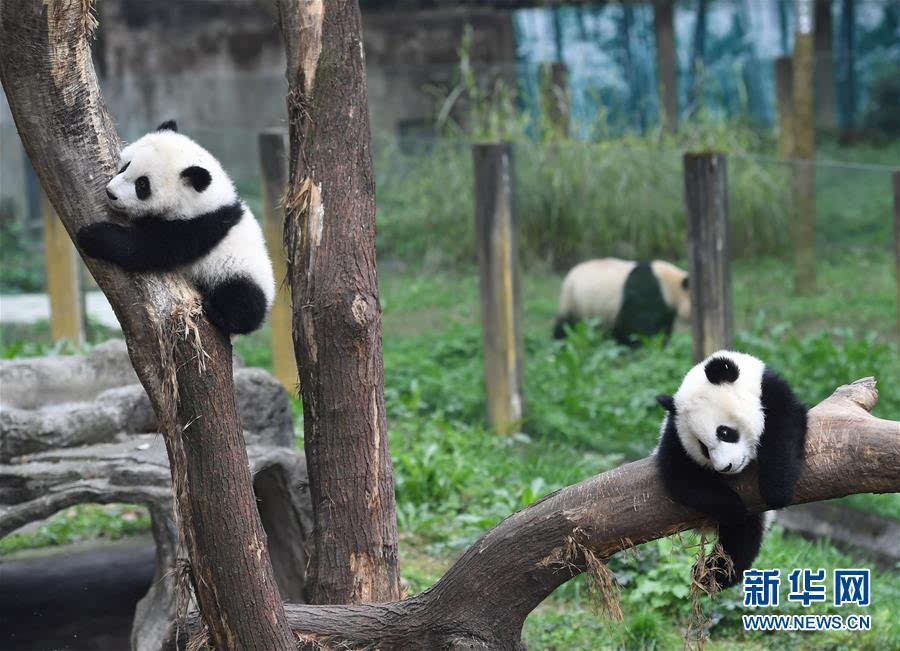 重庆动物园三只大熊猫幼崽集体亮相