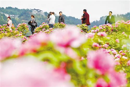 連日來,墊江牡丹櫻花世界,華夏牡丹園,太平牡丹園3個核心景區種植的