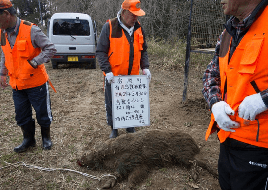 日本福岛核辐射污染区变异野猪泛滥 官方组织猎杀