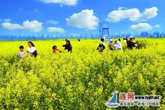 连云港云水湾景区300亩油菜花进入盛开期