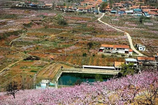 以桃花為媒,全面展示沂源縣