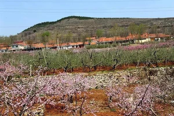 以桃花為媒,全面展示沂源縣