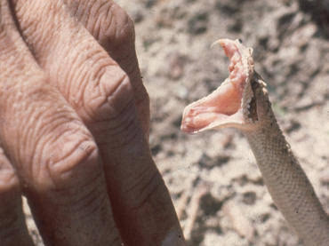 男子与蛇合照被咬 男子用生命拍照1小时后中毒身亡