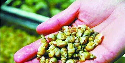 甲锥螺近期上市毒性难辨莫贪美味盲目食用