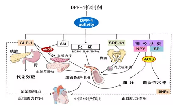 因此圍繞著以上這些2型糖尿病的發病機制,各大藥企也紛紛開始研發各種