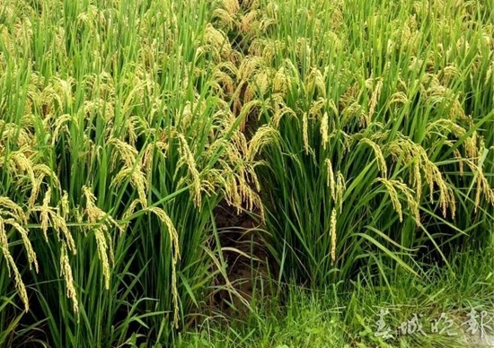 云南多年生稻1年产两季 种一次管两三年