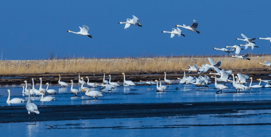 森林公安护送候鸟出国门