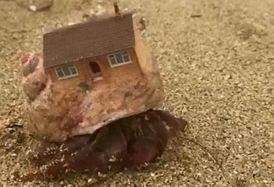 海滩上发现了一只奇特的寄居蟹,它的背上居然背着一座精致的"小房子"