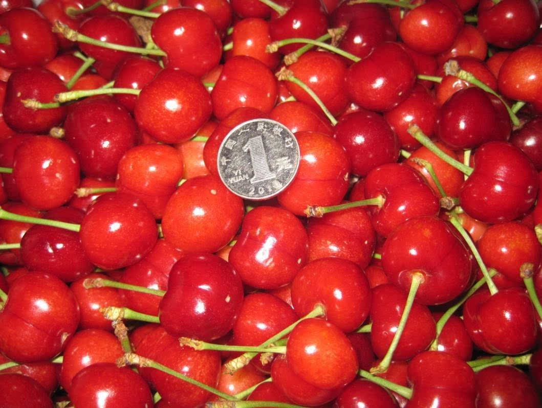 加拿大拉宾斯大樱桃! 果径23~26cm3斤装 69元顺丰/ems航空包邮