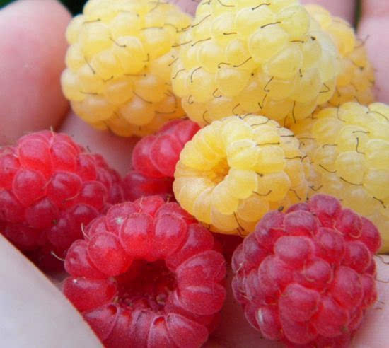 盘点世界各种变异水果!买西红柿回家做饭 放置2天后变成紫色