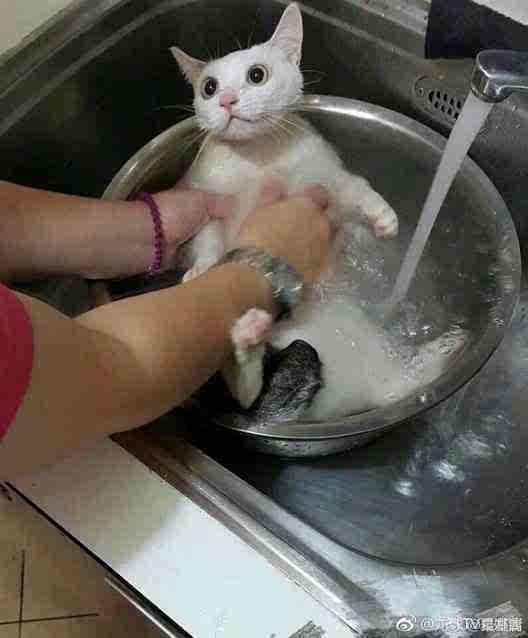 猫洗澡和洗菜似的!网友:我点的水煮猫怎么还没好?