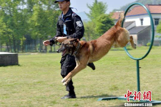 浙江省公安开展警犬技术大比武 帅气警犬助力缉私查毒