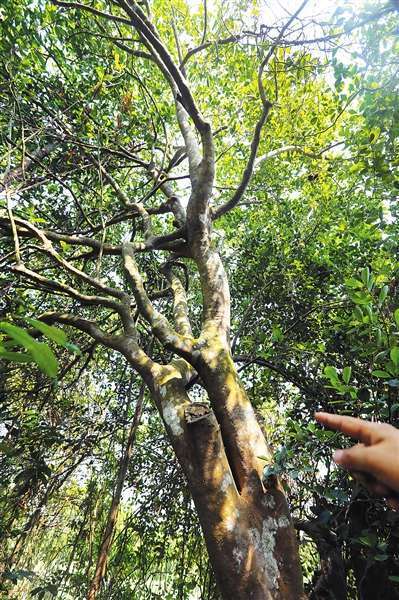 海南油茶山柚良油佐珍馐