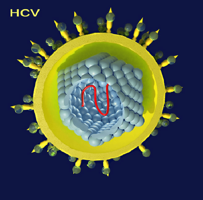 世卫组织发布全球肝炎报告 超3亿人携带乙肝或丙肝病毒