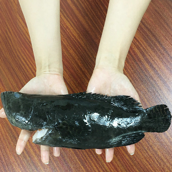 马来西亚进口!码头鲜生 海捕石斑鱼黑虎斑1条 国淘