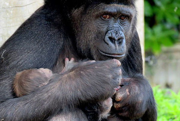 英珍稀大猩猩初次产"女" 细心呵护暖人心