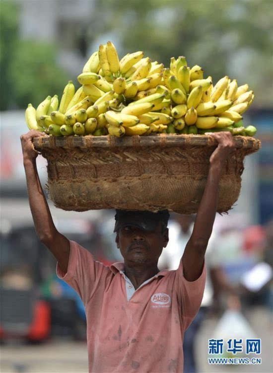 劳动节前夕,在斯里兰卡首都科伦坡,一名劳动者顶着一筐香蕉走在街上