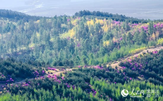小兴安岭山脉紫云岭是著名野生杜鹃花观赏区,每年四月末五月初正是赏