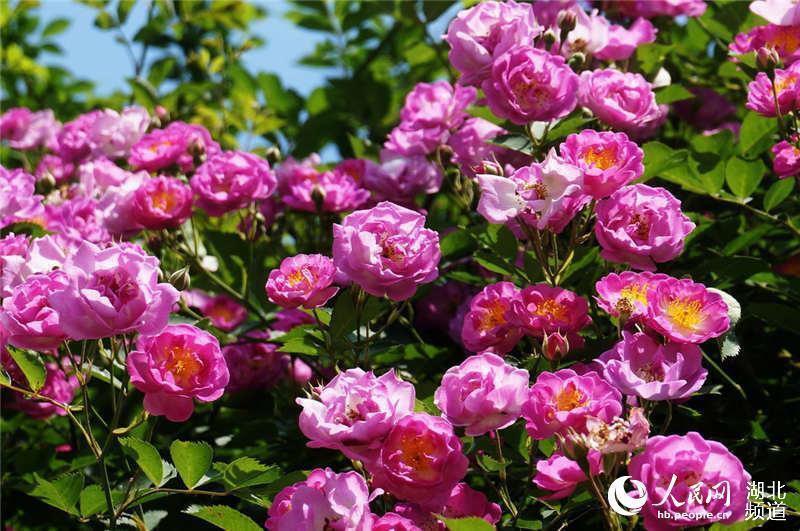 十堰市郧阳区谭家湾镇五道岭村时,被路边挡土墙上下垂开放的玟瑰花所