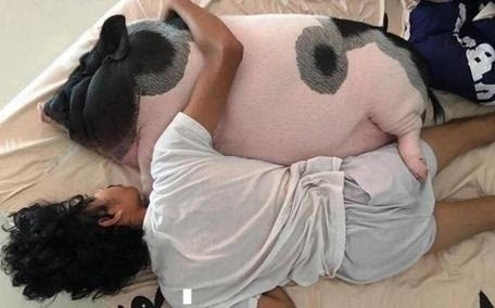 人和猪的合照图片情侣图片