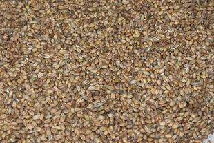 中储粮小麦存变质 连猪都不能吃白白浪费多么痛的领悟(图)