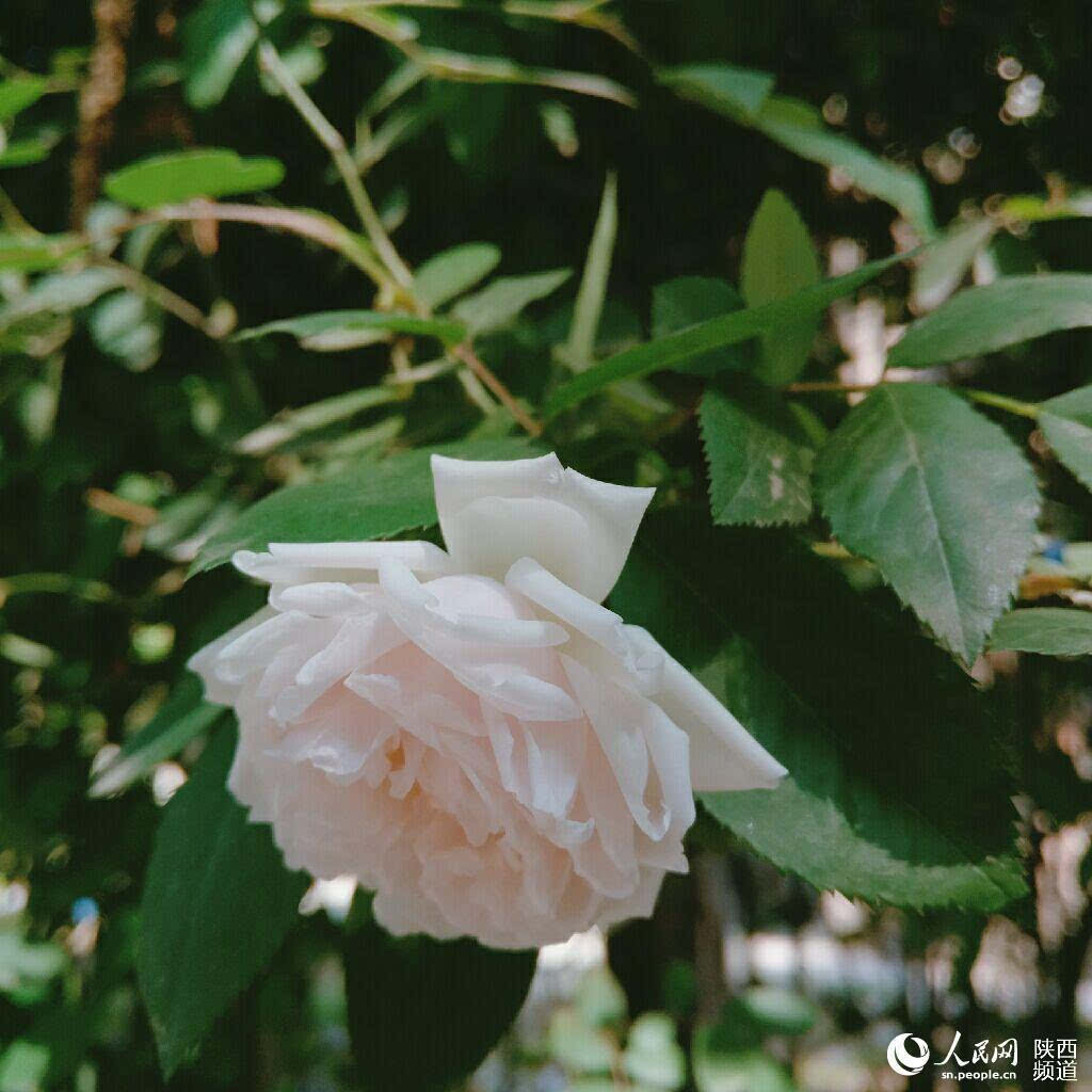 组图:那一抹蔷薇色