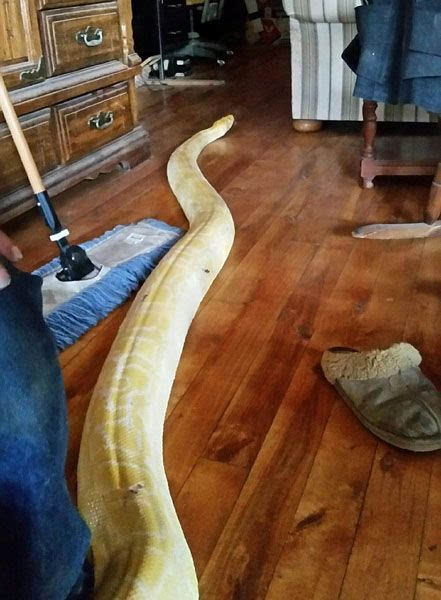 美5米长巨蟒走失两周后自行回到主人家