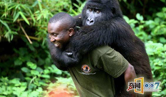 黑人男子每天到要去森林找黑猩猩原因让人震惊