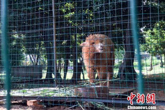 海口金牛岭动物园整顿园方吐生存困境苦水