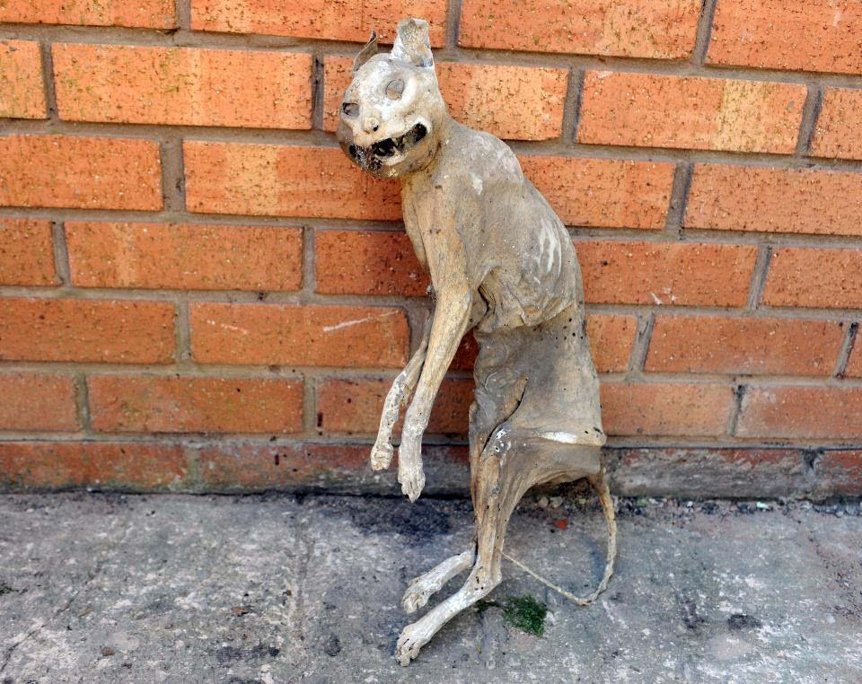 英男子在屋顶发现死了30年的猫 已成干尸木乃伊