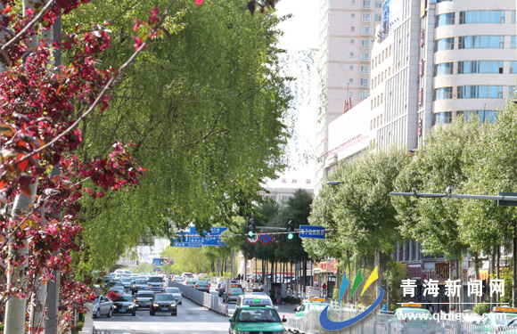 园林植物"走上街道 西宁道路绿化建设显成效