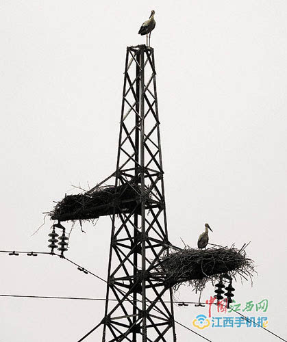 搭人工鸟巢给东方白鹳建安置房