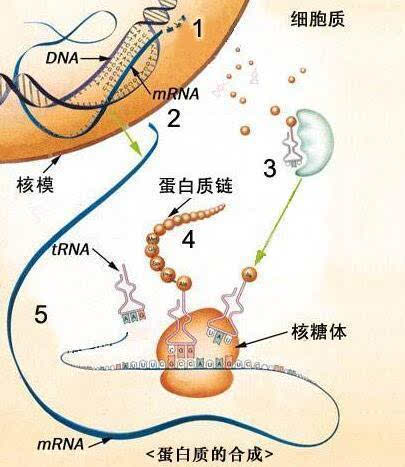 株洲入职体检查__岳阳老年人体检套餐费用