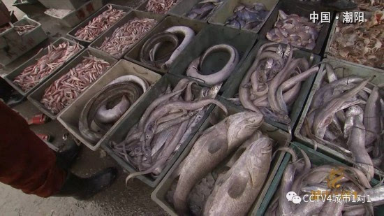 潮汕怪鱼美食亮相央视:马鞭鱼和鲎 