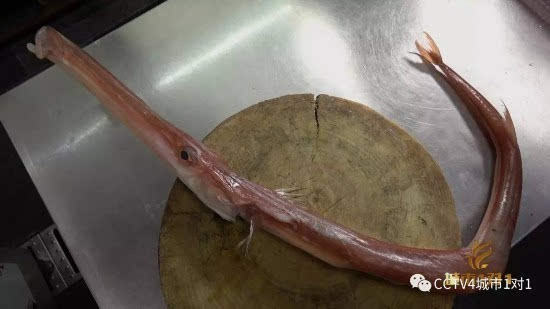 潮汕怪鱼美食亮相央视:马鞭鱼和鲎 