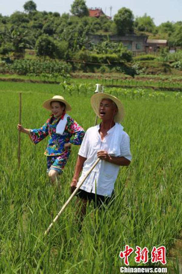 泸县玄滩薅秧歌稻田里飞出的歌