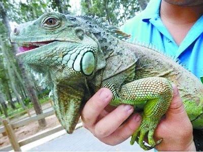 当绿鬣蜥成为网红宠物 儿童该不该养"神奇动物"