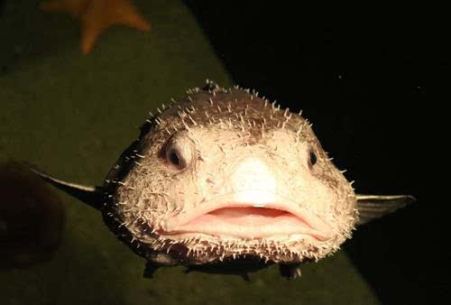 全球最丑生物?日本展出罕见水滴鱼