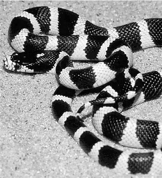 男子因好奇掰开毒蛇嘴 被咬伤抢救四天方脱险