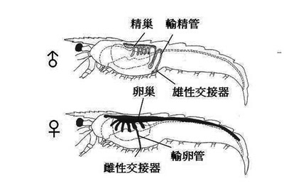 大妈又搞事称大虾有寄生虫 专家 那是性腺