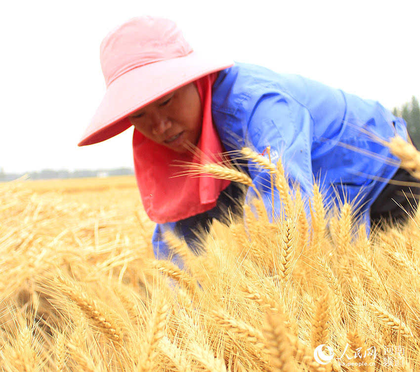 (霍亚平 6月7日,素有"中国第一麦"美誉的河南省延津县,夏收季节农